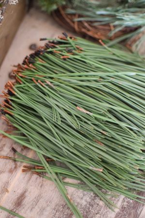 Kiefernadeln frisch grün Nadeln Kiefer Kreativmaterial Wintergrün Greenery im Mrs Greenery Shop bestellen
