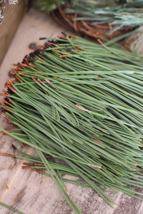 Kiefernadeln frisch grün Nadeln Kiefer Kreativmaterial Wintergrün Greenery im Mrs Greenery Shop bestellen