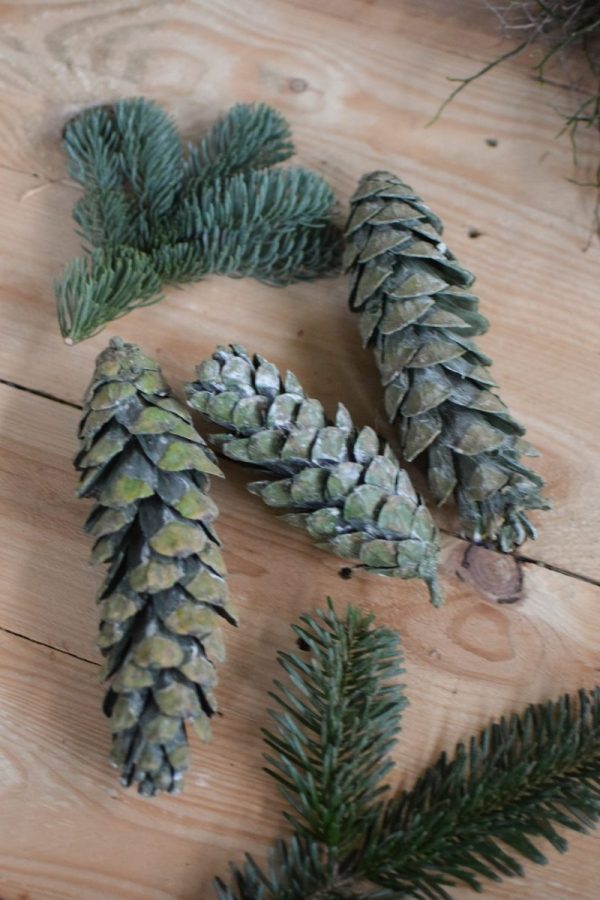 Kieferzapfen getrocknet grün für deine Naturdeko an Weihnachten und im Herbst Dekoidee Naturmaterialien
