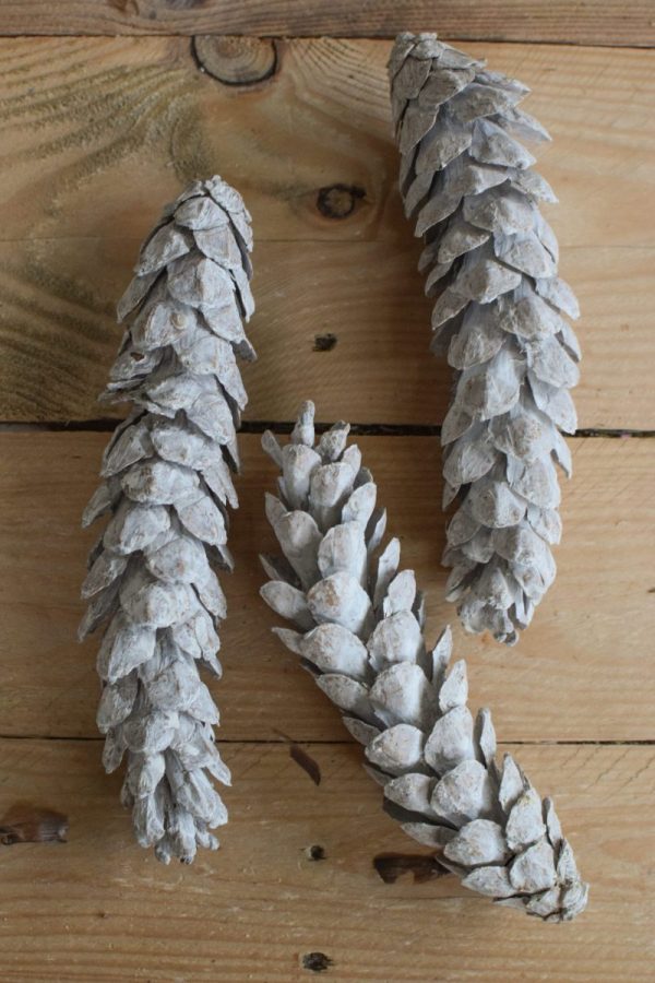 Kieferzapfen getrocknet weiß für deine Naturdeko an Weihnachten und im Herbst Dekoidee Naturmaterialien