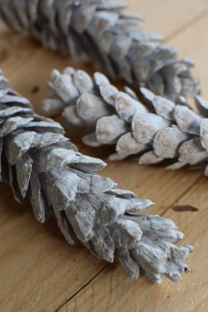Kieferzapfen getrocknet weiß für deine Naturdeko an Weihnachten und im Herbst Dekoidee Naturmaterialien