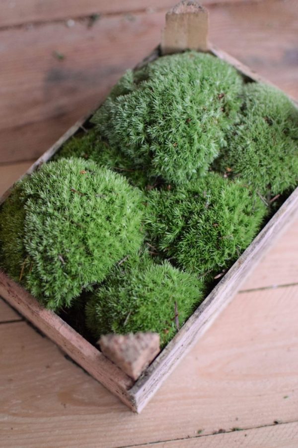 Moos Bollenmoos kaufen bei Mrs Greenery. Naturdeko natürlich dekorieren und kreativsein mit frischem Moos aus der Holzkiste