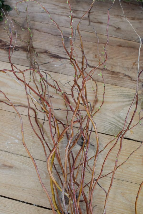 Korkenzieher Weide rot frisch ein bund