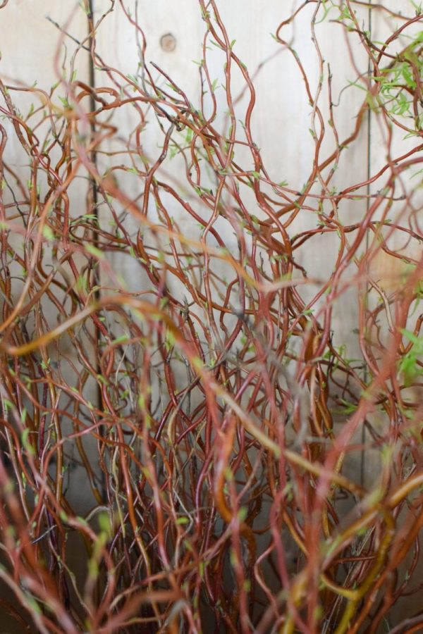 Korkenzieher Weide rot frisch ein bund