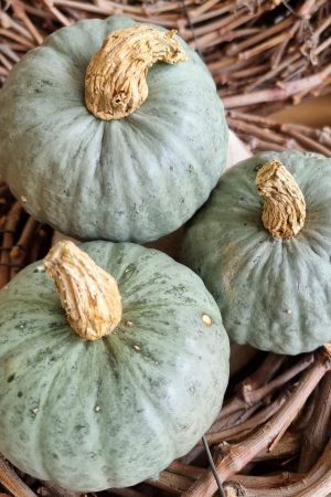 Kürbis Zierkürbis blau grau Herbstdeko Dekoidee im Mrs Greenery Shop bestellen kaufen