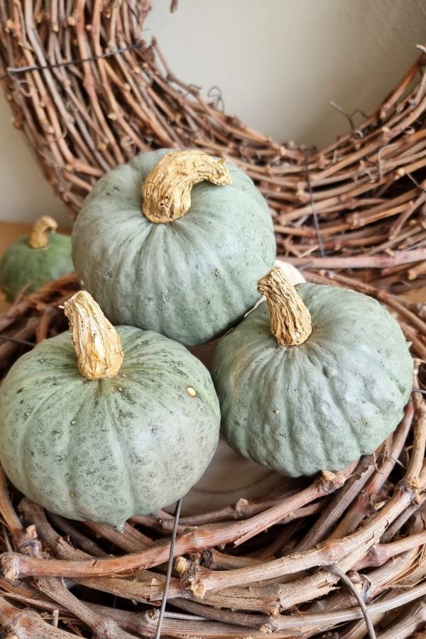 Kürbis Zierkürbis blau grau Herbstdeko Dekoidee im Mrs Greenery Shop bestellen kaufen