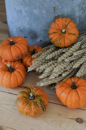 Herbstdeko mit orangen Kürbissen. Der Klassiker der Herbstdeko. Jetzt bestellen! Kürbis