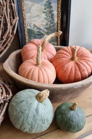 Kürbis Zierkürbis Miss Sophie pink Herbstdeko Dekoidee im Mrs Greenery Shop bestellen kaufen