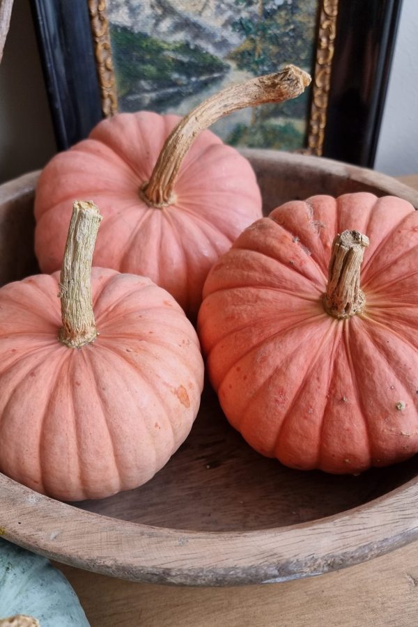 Kürbis Zierkürbis Miss Sophie pink Herbstdeko Dekoidee im Mrs Greenery Shop bestellen kaufen