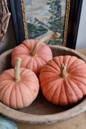 Kürbis Zierkürbis Miss Sophie pink Herbstdeko Dekoidee im Mrs Greenery Shop bestellen kaufen
