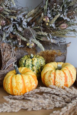 Herbstdeko mit orangen Kürbissen. Der Klassiker der Herbstdeko. Jetzt bestellen! Kürbis