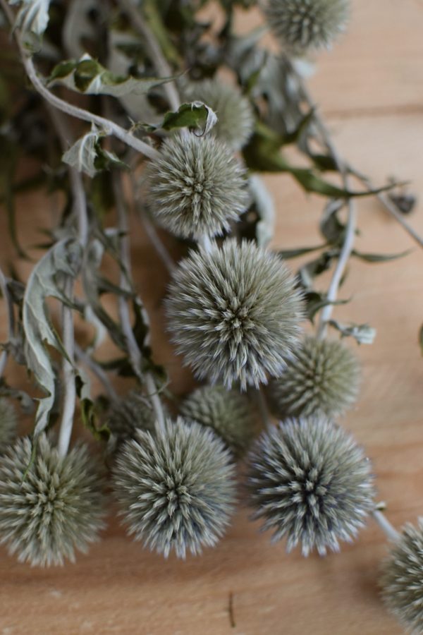 Kreativsein mit Trockenblumen: Kugeldistel Distel getrocknet Naturdeko Deko Kreativsein