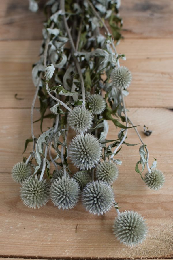 Kreativsein mit Trockenblumen: Kugeldistel Distel getrocknet Naturdeko Deko Kreativsein