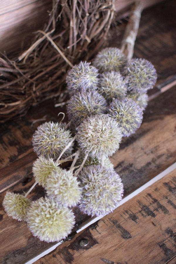 Kugeldistel getrocknet. Trockenblumen im Mrs Greenery Shop bestellen. Getrocknete Distel.