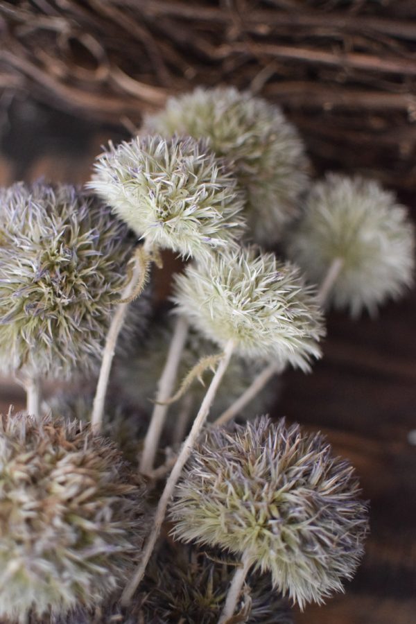 Kugeldistel getrocknet. Trockenblumen im Mrs Greenery Shop bestellen. Getrocknete Distel.