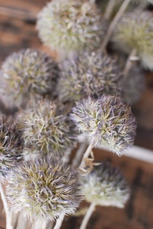 Kugeldistel getrocknet. Trockenblumen im Mrs Greenery Shop bestellen. Getrocknete Distel.