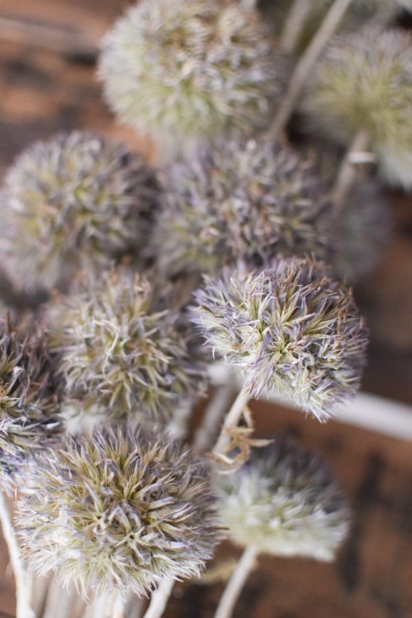 Kugeldistel getrocknet. Trockenblumen im Mrs Greenery Shop bestellen. Getrocknete Distel.