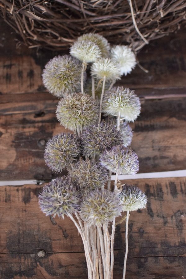 Kugeldistel getrocknet. Trockenblumen im Mrs Greenery Shop bestellen. Getrocknete Distel.