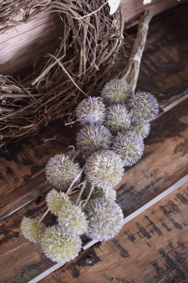 Kugeldistel getrocknet. Trockenblumen im Mrs Greenery Shop bestellen. Getrocknete Distel.
