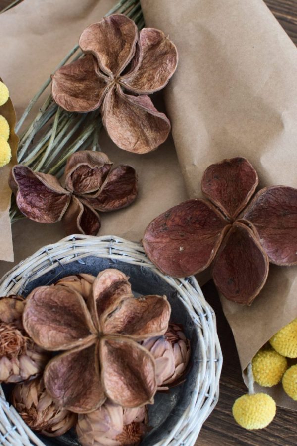 Landlotus getrocknet eignet sich hervorragend für deine Naturdekoidee. Die Blüten des Landlotus sind tolle Trockenblumen. Deko Deko mit Naturmaterialien