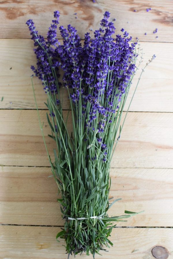 Lavendel frisch Naturdeko Kreativsein Basteln Dekoidee