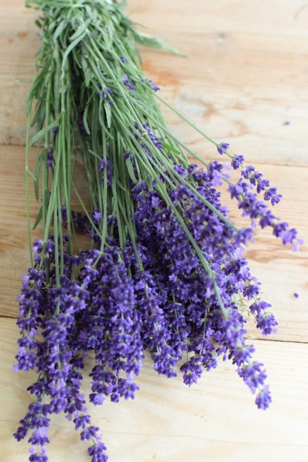 Lavendel frisch Naturdeko Kreativsein Basteln Dekoidee