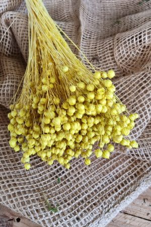 leinen gelb getrocknet gefärbt Trockenblumen im Mrs Greenery Shop bestellen kaufen kreativsein basteln