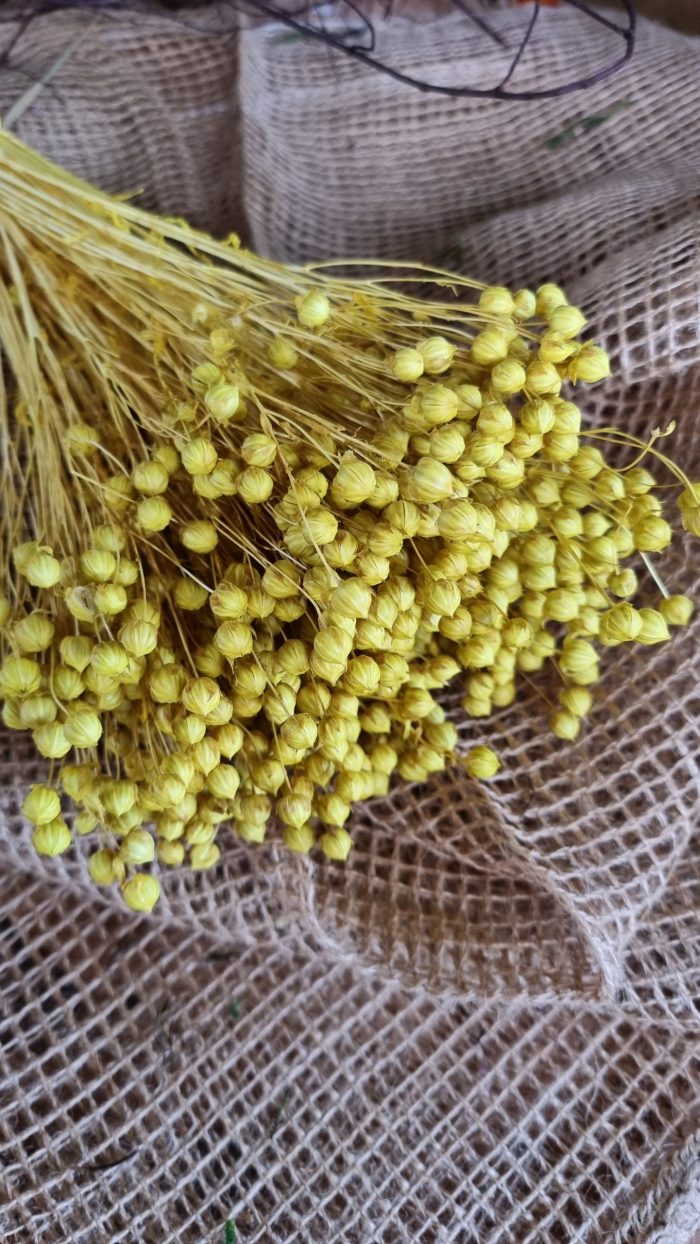leinen gelb getrocknet gefärbt Trockenblumen im Mrs Greenery Shop bestellen kaufen kreativsein basteln