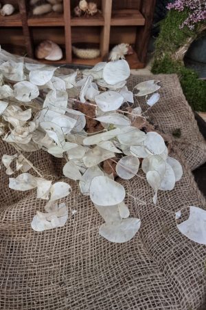 Lunaria Silberblatt Trockenblumen getrocknet Dekoidee Deko mit Naturmaterialien im Mrs Greenery Shop kaufen bestellen Naturdeko Deko natürlich dekorieren