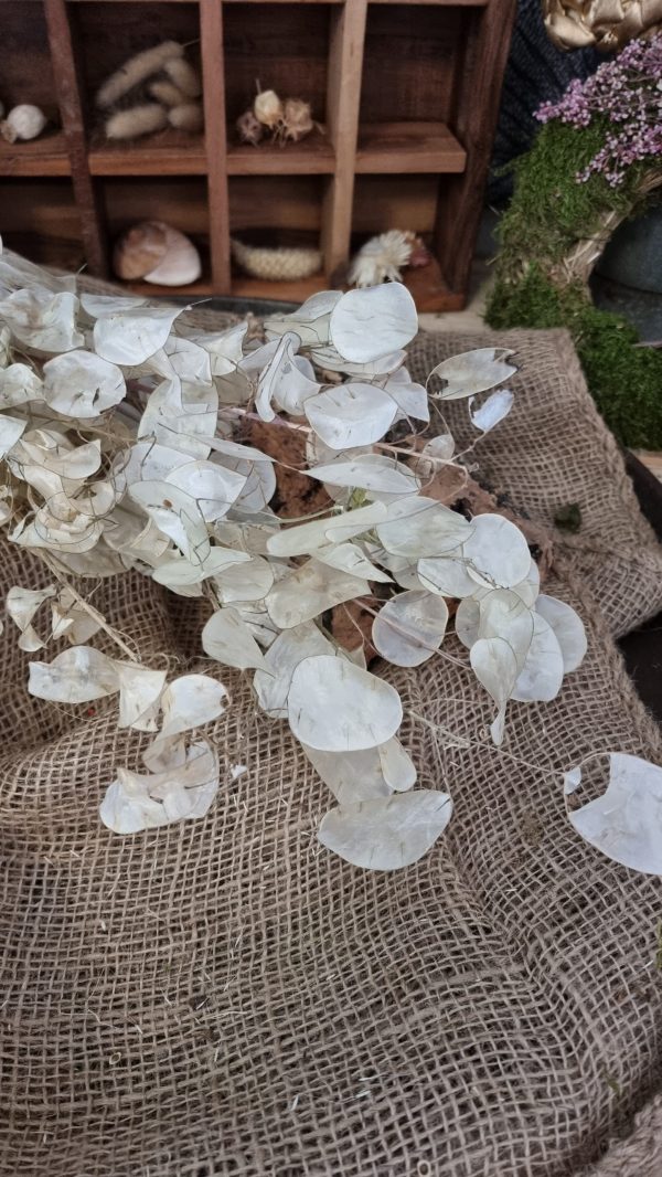 Lunaria Silberblatt Trockenblumen getrocknet Dekoidee Deko mit Naturmaterialien im Mrs Greenery Shop kaufen bestellen Naturdeko Deko natürlich dekorieren