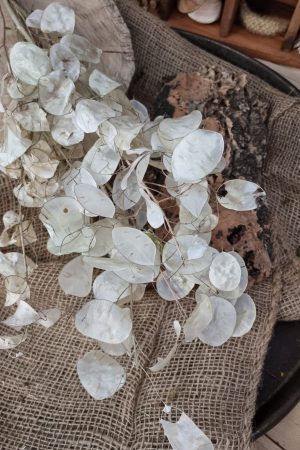 Lunaria Silberblatt Trockenblumen getrocknet Dekoidee Deko mit Naturmaterialien im Mrs Greenery Shop kaufen bestellen Naturdeko Deko natürlich dekorieren