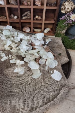 Lunaria Silberblatt Trockenblumen getrocknet Dekoidee Deko mit Naturmaterialien im Mrs Greenery Shop kaufen bestellen Naturdeko Deko natürlich dekorieren