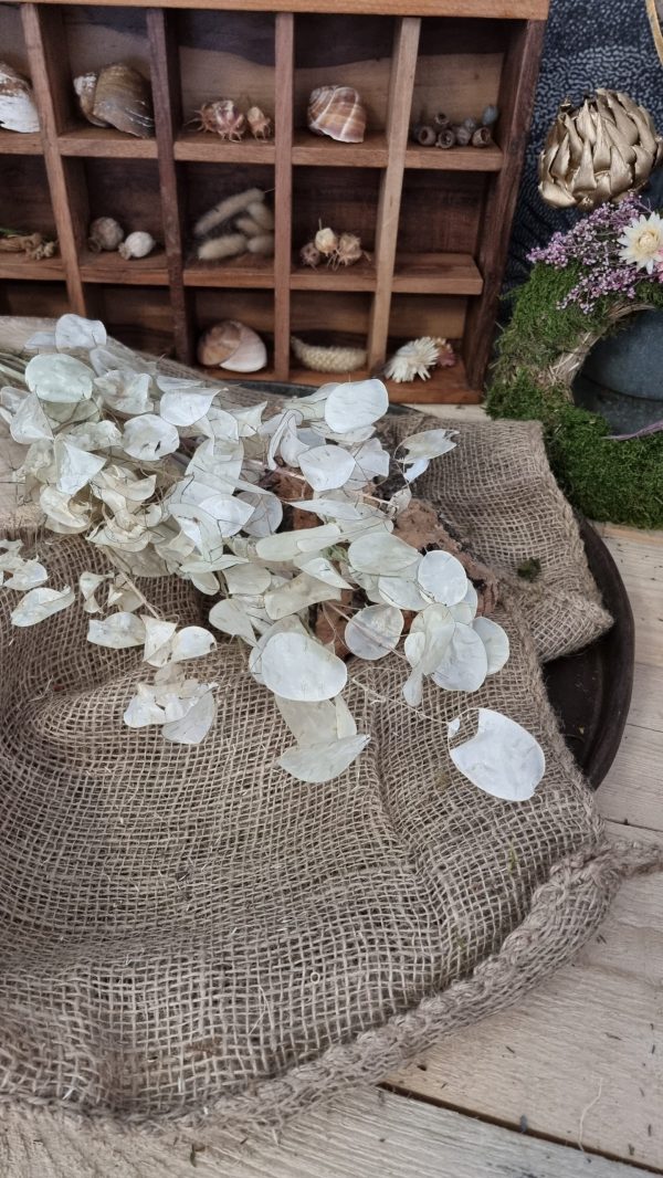 Lunaria Silberblatt Trockenblumen getrocknet Dekoidee Deko mit Naturmaterialien im Mrs Greenery Shop kaufen bestellen Naturdeko Deko natürlich dekorieren