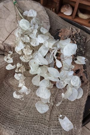 Lunaria Silberblatt Trockenblumen getrocknet Dekoidee Deko mit Naturmaterialien im Mrs Greenery Shop kaufen bestellen Naturdeko Deko natürlich dekorieren