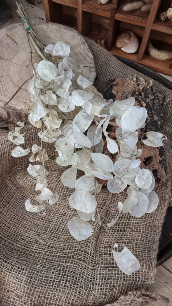 Lunaria Silberblatt Trockenblumen getrocknet Dekoidee Deko mit Naturmaterialien im Mrs Greenery Shop kaufen bestellen Naturdeko Deko natürlich dekorieren
