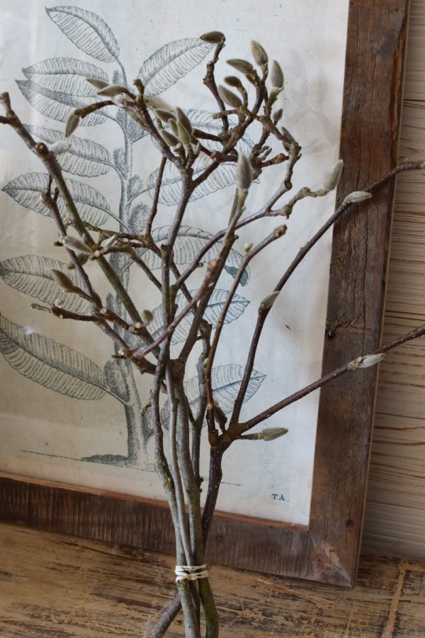 Magnolienzweige Magnolienast im Bund und ganz frisch im Mrs Greenery Shop bestellen