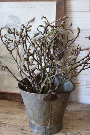 Magnolienzweige Magnolienast im Bund und ganz frisch im Mrs Greenery Shop bestellen