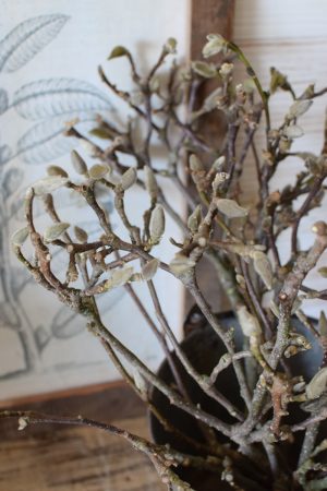 Magnolienzweige Magnolienast im Bund und ganz frisch im Mrs Greenery Shop bestellen