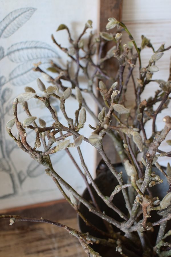 Magnolienzweige Magnolienast im Bund und ganz frisch im Mrs Greenery Shop bestellen
