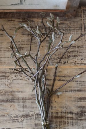 Magnolienzweige Magnolienast im Bund und ganz frisch im Mrs Greenery Shop bestellen