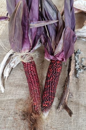 Mais gelb rot getrocknet Herbstdeko Naturdeko herbstlich dekorieren im Mrs Greenery Shop bestellen kaufen