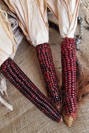 Mais gelb rot getrocknet Herbstdeko Naturdeko herbstlich dekorieren im Mrs Greenery Shop bestellen kaufen