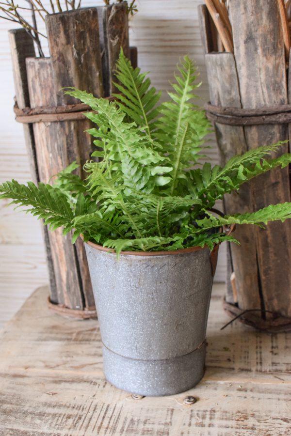 Farn Gartenpflanze Topfpflanze antiker midi mini vintage eimer dekoeimer übertopf im Mrs Greenery Shop