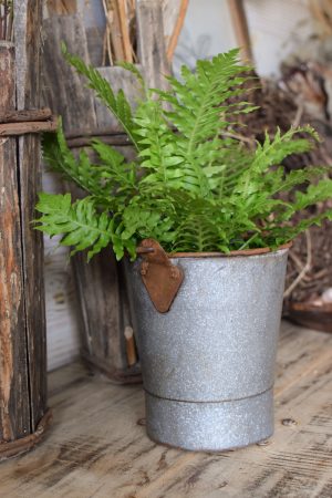 Farn Gartenpflanze Topfpflanze antiker midi mini vintage eimer dekoeimer übertopf im Mrs Greenery Shop