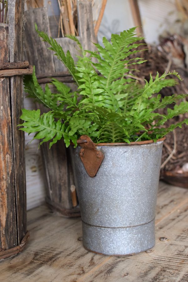 Farn Gartenpflanze Topfpflanze antiker midi mini vintage eimer dekoeimer übertopf im Mrs Greenery Shop