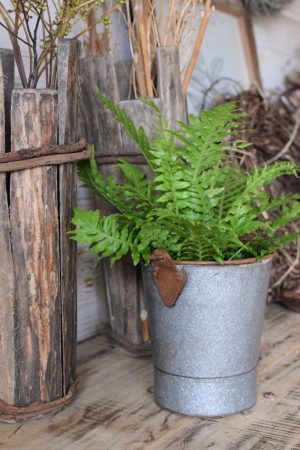 Farn Gartenpflanze Topfpflanze antiker midi mini vintage eimer dekoeimer übertopf im Mrs Greenery Shop