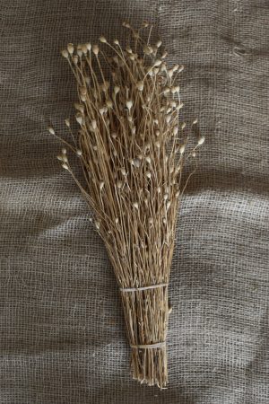 Mohn getrocknet Mohnkapseln mini Papaver Trockenblumen Naturdeko Kreativ jetzt im Mrs Greenery Shop bestellen kaufen