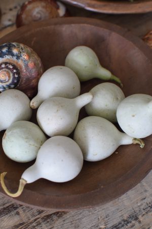 Minikürbis weiß Zierkürbis Kürbis Herbstdeko im Mrs Greenery Shop bestellen kaufen
