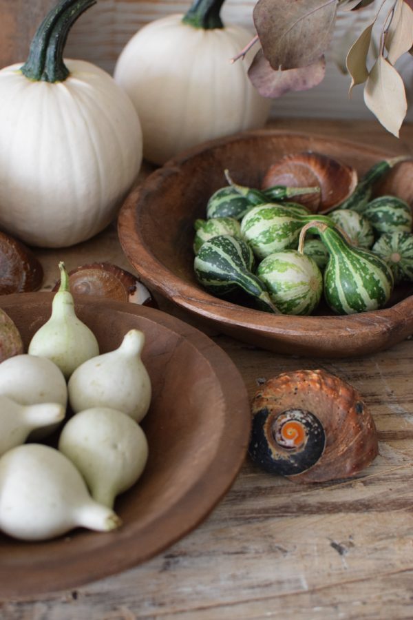 Minikürbis weiß grün Zierkürbis Kürbis Herbstdeko im Mrs Greenery Shop bestellen kaufen