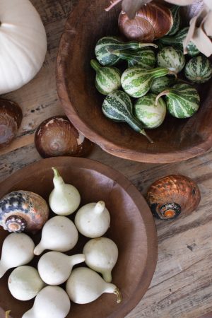 Minikürbis weiß grün Zierkürbis Kürbis Herbstdeko im Mrs Greenery Shop bestellen kaufen
